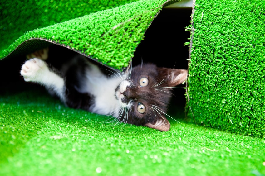 Best Artificial Grass for Cats