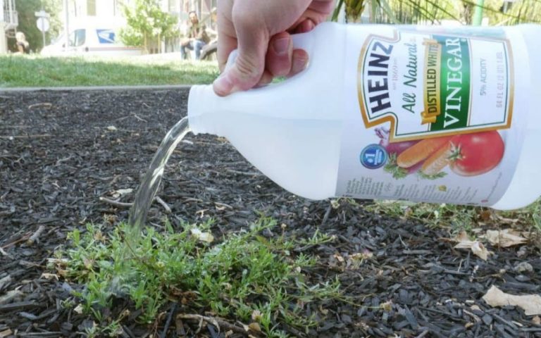 How to Make Homemade Weed Killer