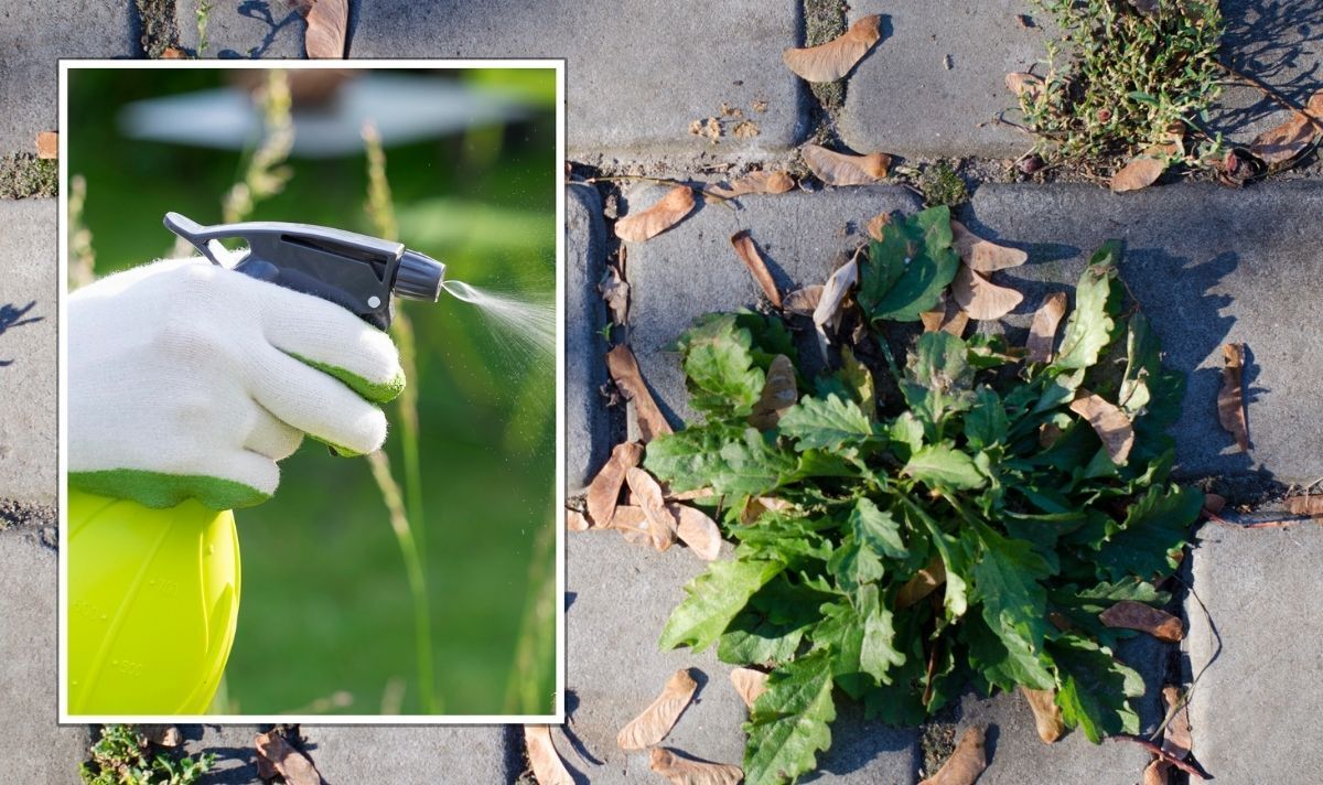 Best Weed Killer For Block Paving