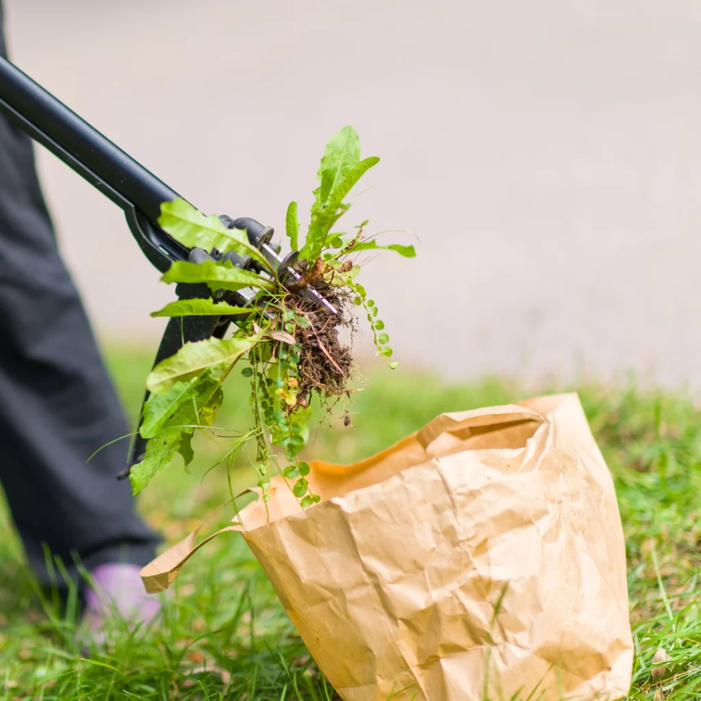 How to Use Roundup Weed Killer