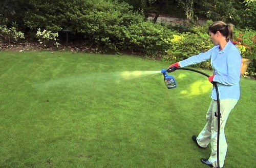 Best Weed Killer