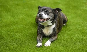 Can Dogs Pee On Artificial Grass?