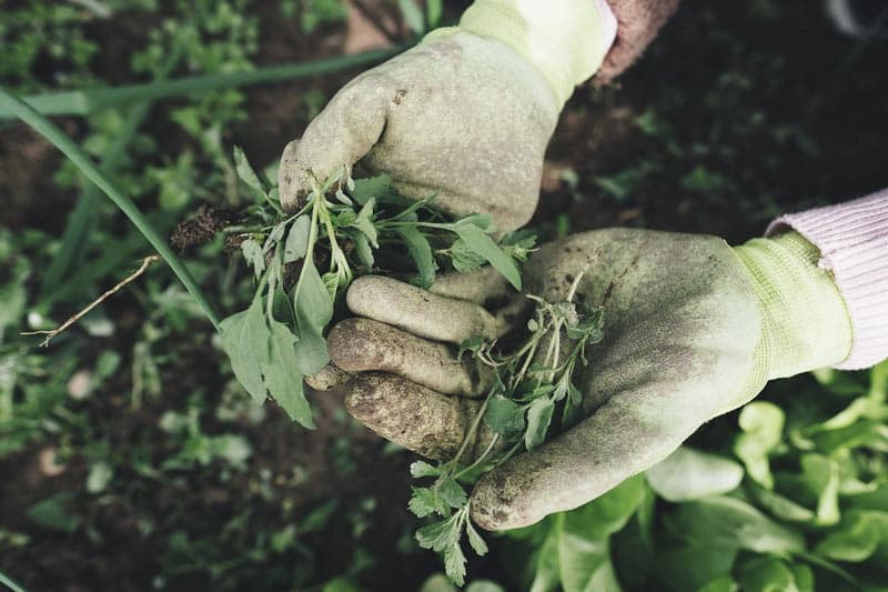 Avoiding Weeds And Debris