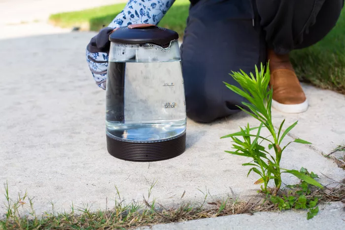 3 Ingredient Homemade Weed killer With epsom Salt