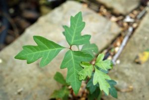 How to kill weeds between pavers