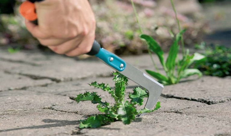 weeds between pavers