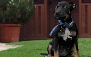 Can Dogs Pee On Artificial Grass?