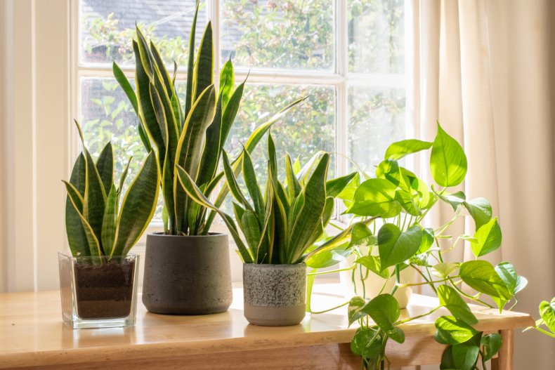 how to propagate snake plant