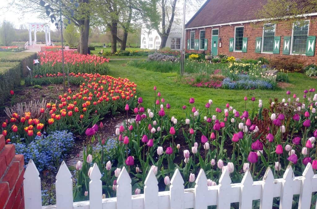 When to Plant Tulip Bulbs