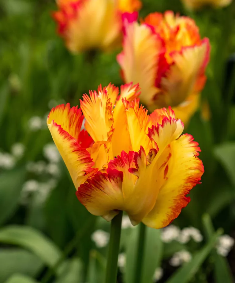 When to Plant Tulip Bulbs