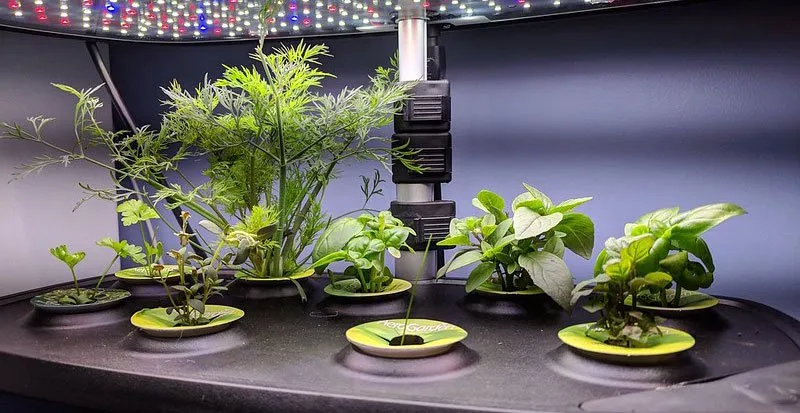 How to prune dill aerogarden