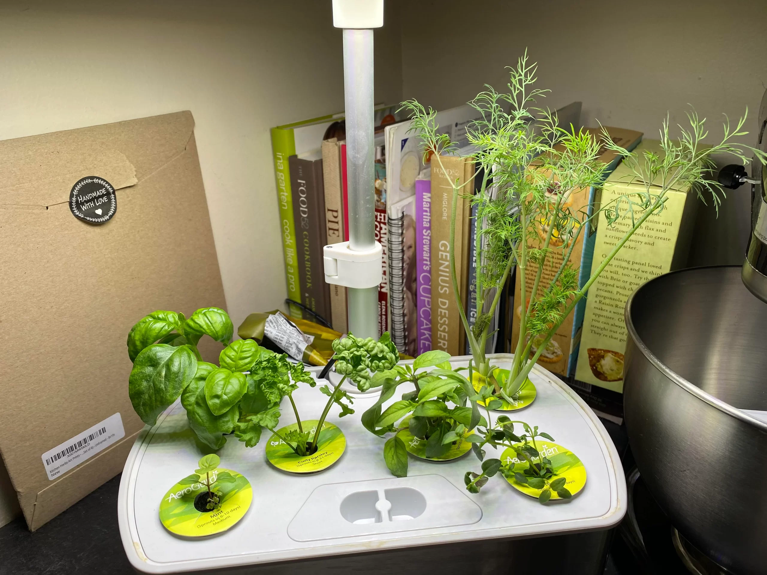 How to prune dill aerogarden